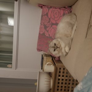 고양이 실종 페르시안 경기도 광명시