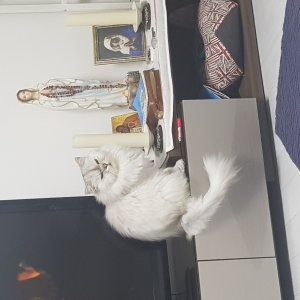 고양이를 찾습니다 페르시안 경기도 광명시