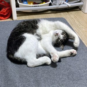 고양이를 찾습니다 코리아쇼트헤어 경기도 수원시 장안구
