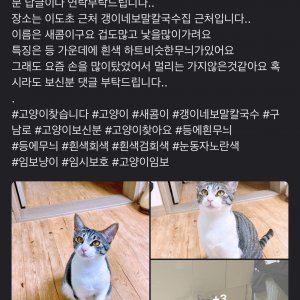 고양이를 찾습니다 코리아쇼트헤어 제주특별자치도 제주시