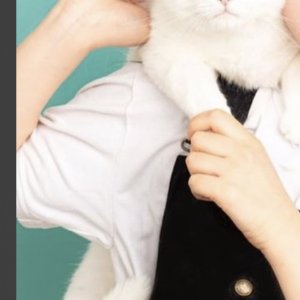 고양이를 찾습니다 터키시앙고라 전라북도 전주시 완산구