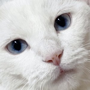 고양이 실종 터키시앙고라 전라북도 전주시 완산구