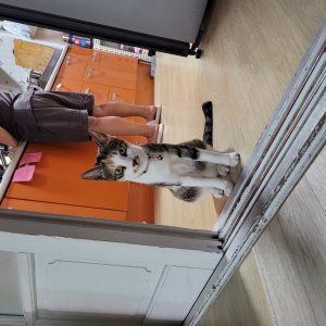 고양이를 찾습니다 기타묘종 서울특별시 노원구