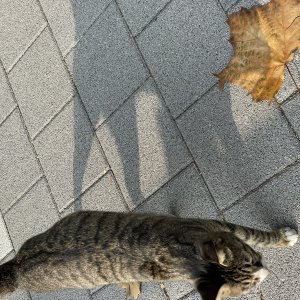 고양이 주인을 찾습니다 기타묘종 서울특별시 송파구