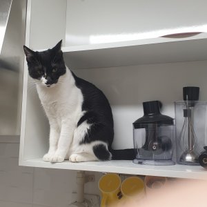 고양이 주인을 찾습니다 기타묘종 경기도 오산시
