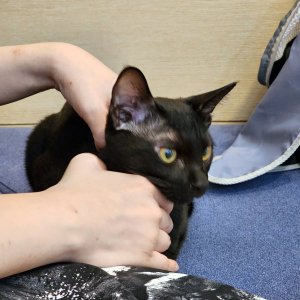 고양이를 찾습니다 코리아쇼트헤어 서울특별시 강남구