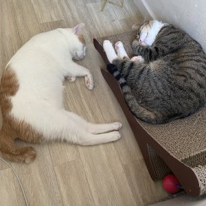 고양이를 찾습니다 코리아쇼트헤어 부산광역시 금정구
