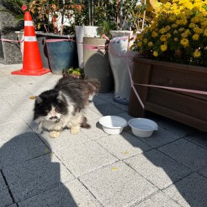 고양이 주인을 찾습니다 고양이 전단지