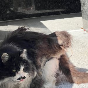 고양이 주인을 찾습니다 페르시안 서울특별시 영등포구