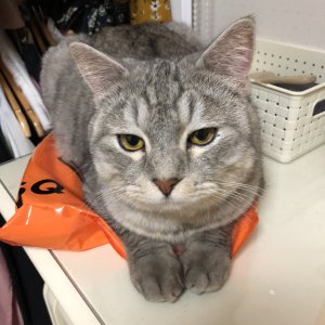 고양이를 찾습니다 고양이 전단지