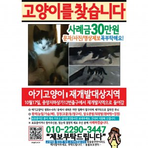 고양이 실종 코리아쇼트헤어 경기도 성남시 중원구