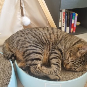 고양이 실종 코리아쇼트헤어 경상남도 창원시 성산구