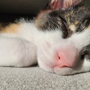 고양이 구조 코리아쇼트헤어 전라남도 담양군