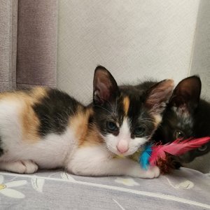 고양이 주인을 찾습니다 코리아쇼트헤어 전라남도 담양군