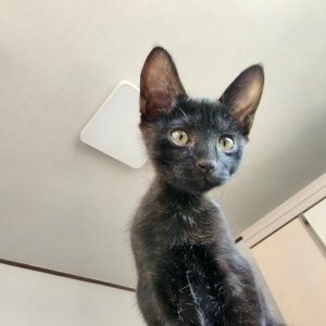 고양이 주인을 찾습니다 고양이 전단지