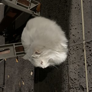 고양이 주인을 찾습니다 페르시안 제주특별자치도 서귀포시