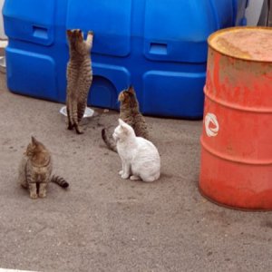 고양이 구조 코리아쇼트헤어 인천광역시 서구