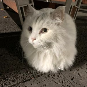 고양이 목격 페르시안 제주특별자치도 서귀포시