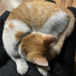 고양이 주인을 찾습니다 코리아쇼트헤어 충청북도 청주시 흥덕구