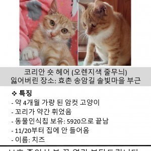 고양이 실종 코리아쇼트헤어 충청북도 청주시 상당구