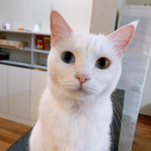 고양이 실종 터키시앙고라 경기도 평택시
