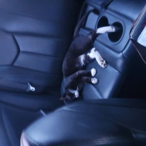 고양이를 찾습니다 코리아쇼트헤어 경상북도 경산시