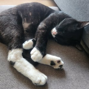 고양이 실종 코리아쇼트헤어 경상북도 경산시