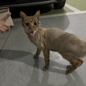 고양이 목격 코리아쇼트헤어 인천광역시 서구
