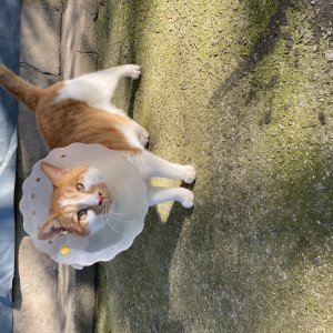 고양이를 찾습니다 고양이 전단지
