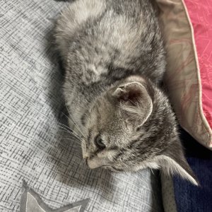 고양이 주인을 찾습니다 믹스묘 경상남도 창원시 의창구