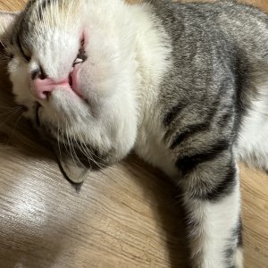 고양이를 찾습니다 기타묘종 강원도 고성군