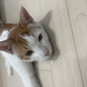 고양이 주인을 찾습니다 코리아쇼트헤어 경상북도 구미시