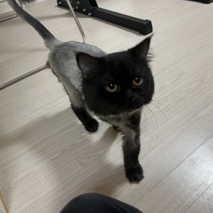 고양이 주인을 찾습니다 페르시안 경기도 의정부시