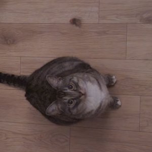 고양이 실종 코리아쇼트헤어 인천광역시 강화군