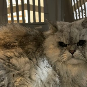 고양이 구조 페르시안 경기도 고양시 일산동구