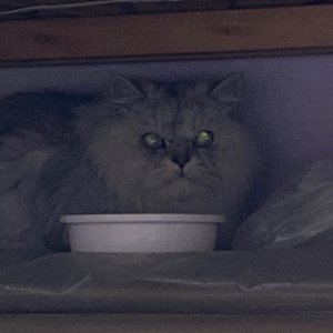 고양이 주인을 찾습니다 페르시안 경기도 고양시 일산동구
