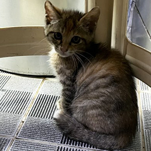 고양이 실종 코리아쇼트헤어 부산광역시 금정구