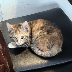 고양이를 찾습니다 고양이 전단지