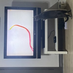 고양이를 찾습니다 러시안블루 경상북도 구미시