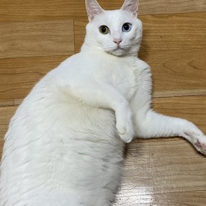 고양이 실종 터키시앙고라 경기도 시흥시