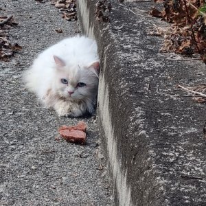 고양이 목격 페르시안 충청북도 증평군
