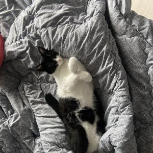 고양이 실종 코리아쇼트헤어 제주특별자치도 제주시