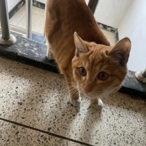고양이 실종 코리아쇼트헤어 서울특별시 강북구