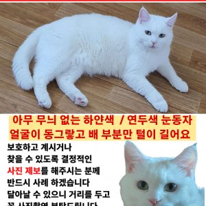 고양이 실종 터키시앙고라 경기도 평택시