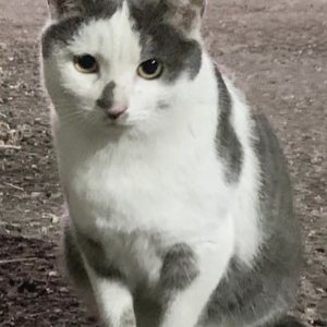 고양이 실종 코리아쇼트헤어 경기도 광주시