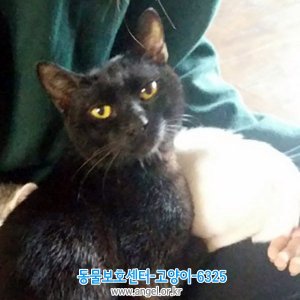 고양이 실종 코리아쇼트헤어 경상남도 산청군