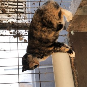 고양이를 찾습니다 고양이 전단지