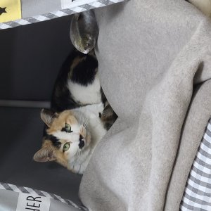 고양이 실종 코리아쇼트헤어 경기도 군포시