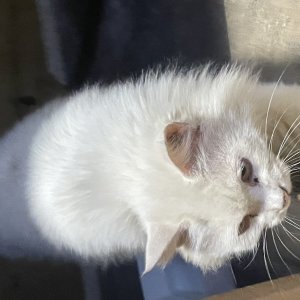 고양이 주인을 찾습니다 기타묘종 경기도 양평군