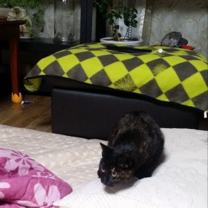 고양이를 찾습니다 코리아쇼트헤어 대구광역시 북구